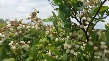 Aronia