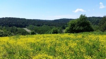 Pola rzepaku